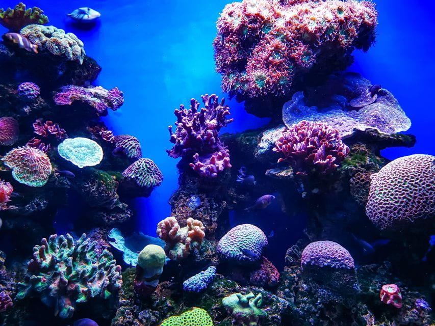 Mallorca: Palma De Mallorca All-Inclusive City Pass - Customer Feedback