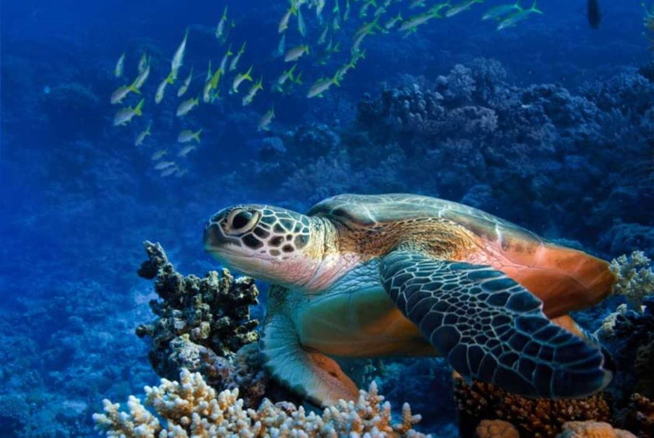 Mallorca: Palma De Mallorca All-Inclusive City Pass - Additional Activities