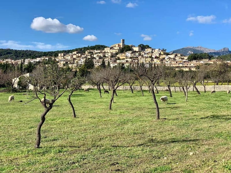 Mallorca: Self guided E-Scooter tour - Countryside - Who Is This Tour Best For?