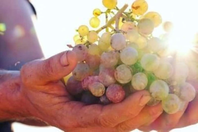 Mallorca: Sunset Wine Tasting Minibus Bodega Tour - FAQ