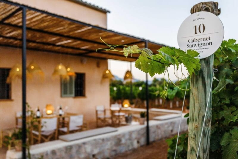 Mallorca: Sunset Wine Tasting Minibus Tour - ENGLISH GUIDE - The Charm of the Blue Hour and Vineyard Sunset