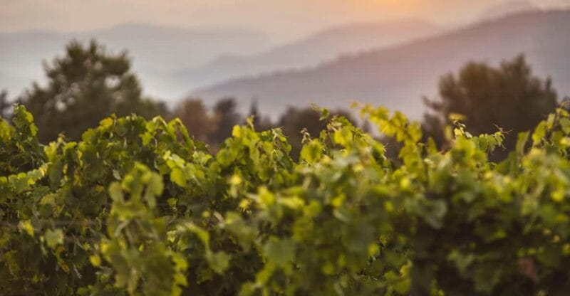 Mallorca: Sunset Wine Tasting Minibus Tour - ENGLISH GUIDE - Who Should Consider This Tour?