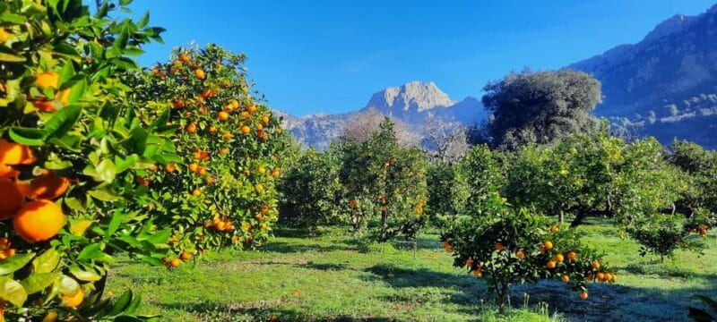Mallorca: West Coast & Orange Valley Minbustour GERMAN GUIDE - FAQ