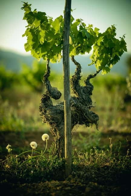 Mallorca: Winery visit and wine tasting, with Mallorcan products - Who This Tour Suits Best