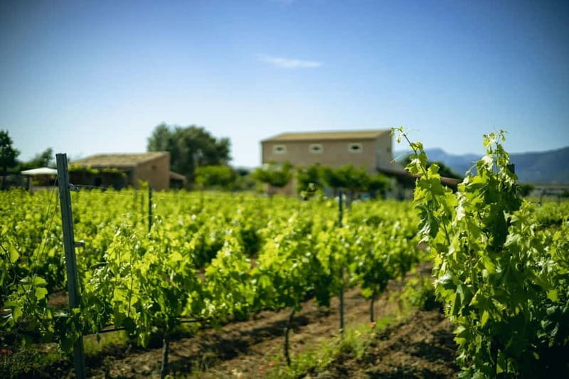 Mallorca: Winery visit and wine tasting, with Mallorcan products - FAQ Section