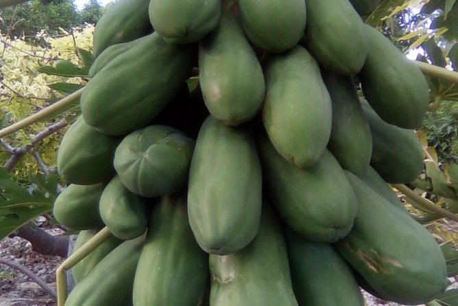 Mamma Gal Native Experience - Fruit Market, Beach, and Perfume Factory