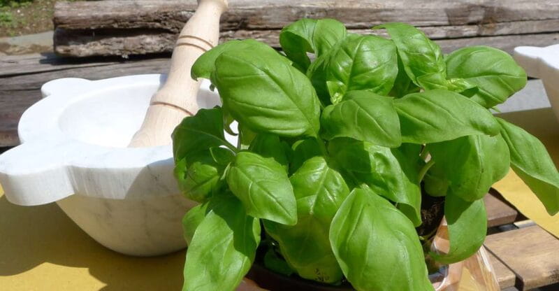 Manarola: Pesto Making Class with Tasting and Wine - What You Can Expect During the Class