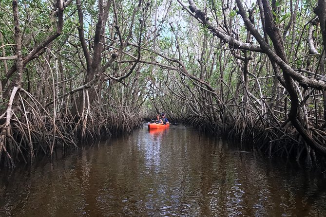Manatees and Mangrove Tunnels Small Group Kayak Tour - Wildlife and Nature Observations