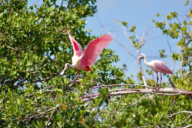Manatees and Mangrove Tunnels Small Group Kayak Tour - Tour Highlights