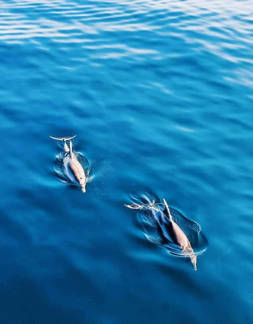 MANGO BOAT - Unlicensed boat in Puerto Banús - The Sum Up