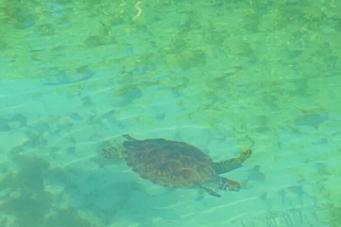 Mangrove Cay And Iguana Island Venture In Turks And Caicos Island - Wildlife and Experiences