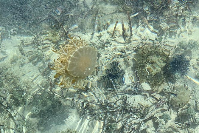 Mangrove & Iguana Clear Kayak Tour - Additional Information