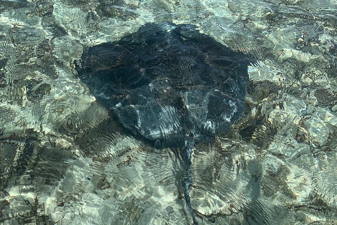 Mangrove & Iguana Clear Kayak Tour - Reviews and Ratings