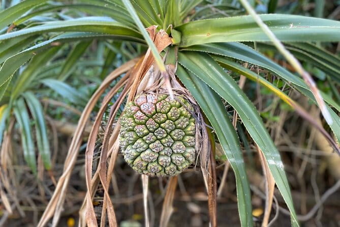Mangrove SUP in Okinawa - Participation Requirements