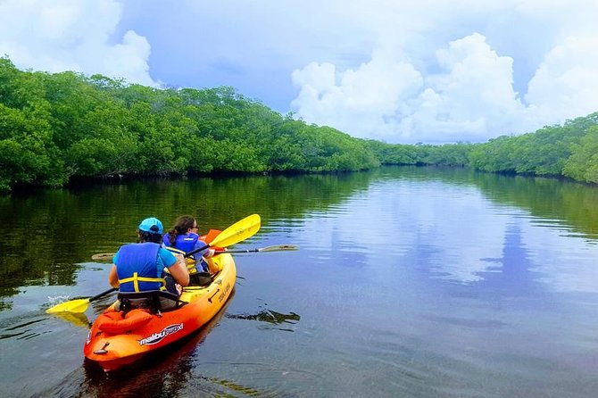 Mangroves and Manatees - Guided Kayak Eco Tour - Activity Details