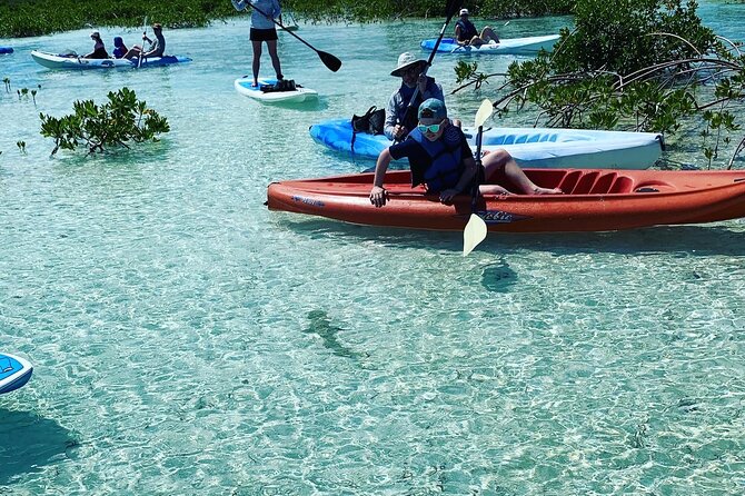 Mangroves Kayak Tour - Marine Wildlife and Ecosystem