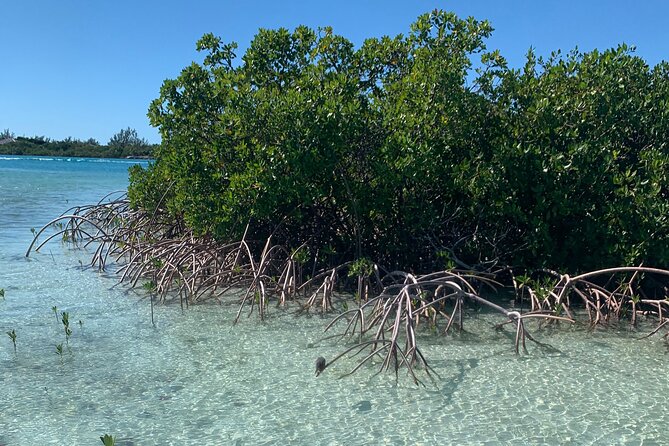 Mangroves Kayak Tour - Private Tour Flexibility