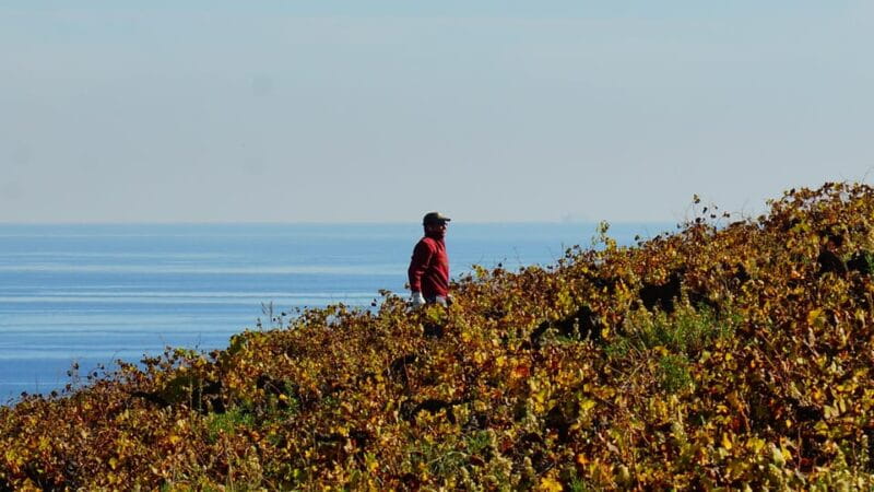 Manilva: Nilva Vineyard, Wine Tasting & Tapas Guided Tour - The Sunset and Views: A Perfect End