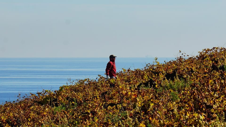 Manilva: Nilva Wine Experience - Wine & Tapas - Transportation and Logistics