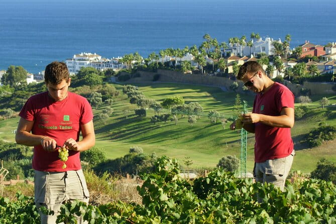 Manilva Oceanfront Wine Experience in the Marbella Area - Schedule and Language