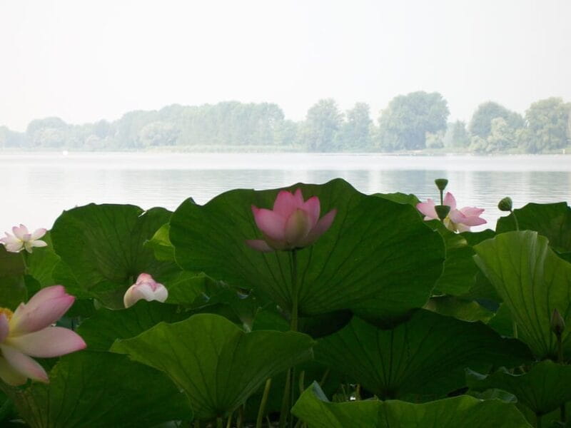 Mantua: Lake Superior among the Lotus flowers - Key Points / Takeaways