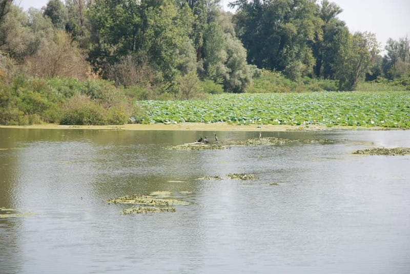 Mantua Lakes and Vallazza Oasis: a timeless boat trip - Key points / Takeaways