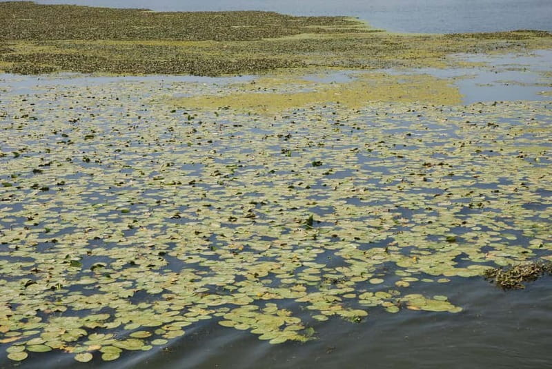 Mantua Lakes and Vallazza Oasis: a timeless boat trip - FAQ