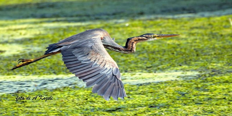 Mantua: Panoramic city navigation + protected oasis + guide on board - A Closer Look at the Value