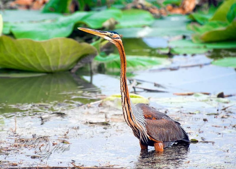 Mantua: Panoramic Cruise with Guide, Natural Oasis and Water Elevator - Key points / Takeaways