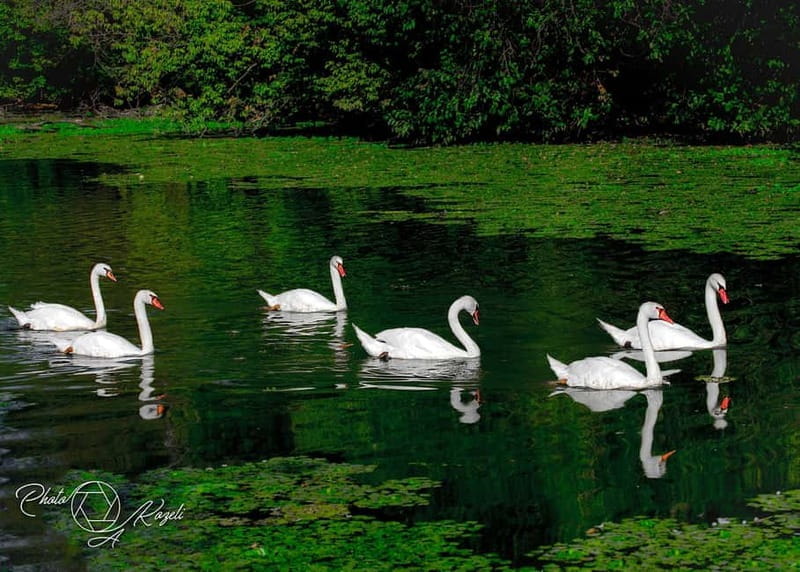 Mantua: Panoramic Cruise with Guide, Natural Oasis and Water Elevator - Practical Considerations: What You Need to Know