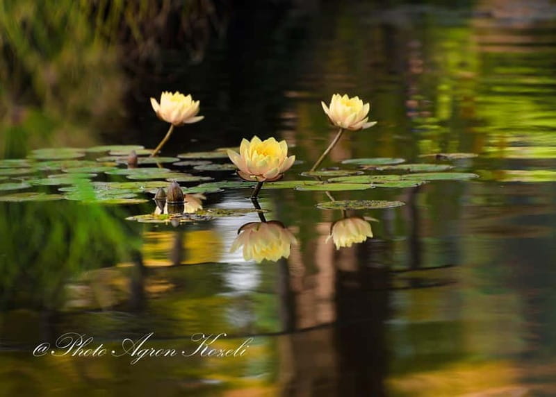 Mantua: Panoramic Cruise with Guide, Natural Oasis and Water Elevator - FAQ