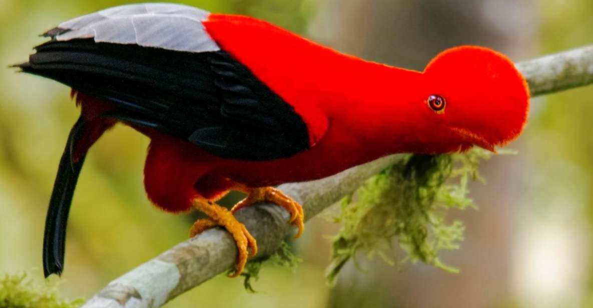 Manu Jungle Excursion 3D | Cloud Forest, Night Hike| - Discovering the Cloud Forest