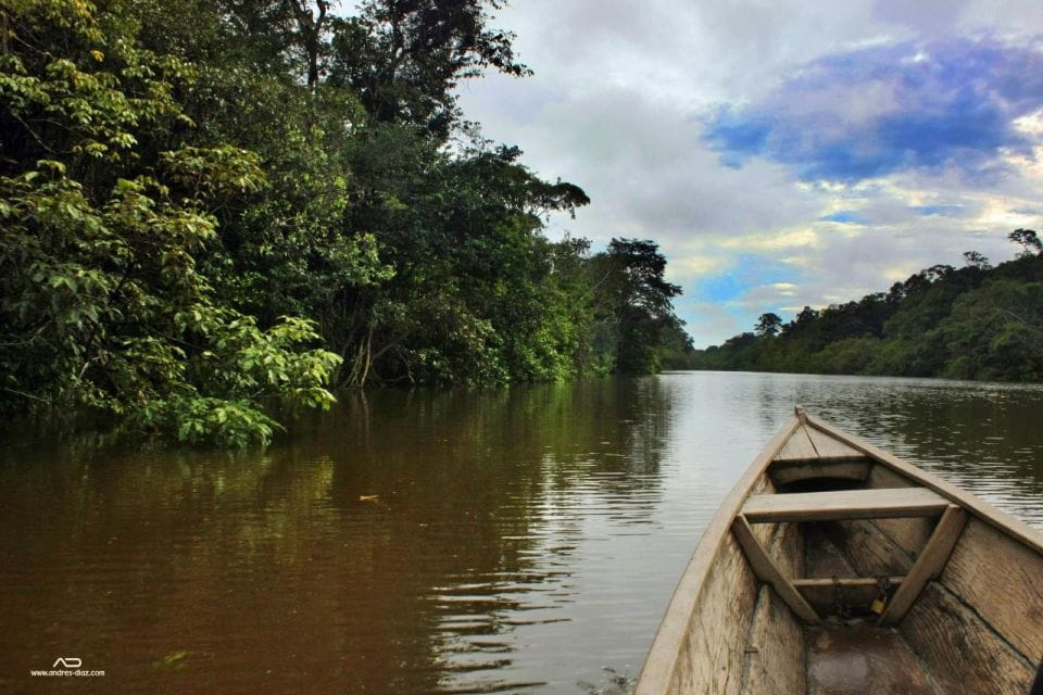 Manu Jungle Excursion 3D | Cloud Forest, Night Hike| - Nighttime Hike and Nocturnal Creatures