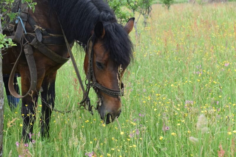 Maramures day tour (from Cluj) - Who Would Love This Tour?
