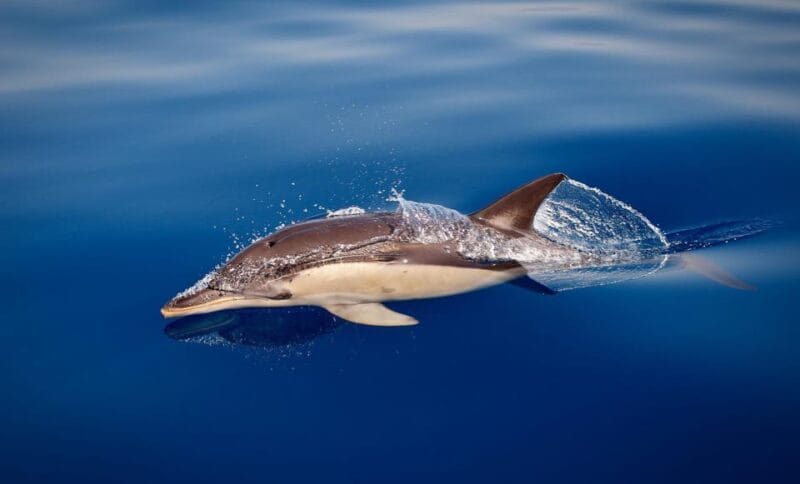 Marbella: Dolphin Watching Boat Tour - A Quick Look at the Experience