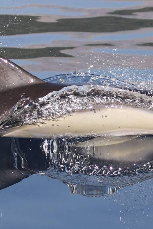 Marbella: Dolphin Watching Boat Tour - Who This Tour Is Best For