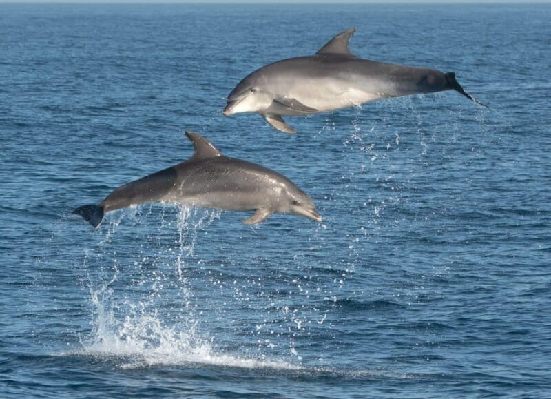 Marbella: Dolphin Watching Boat Tour - Price and Value