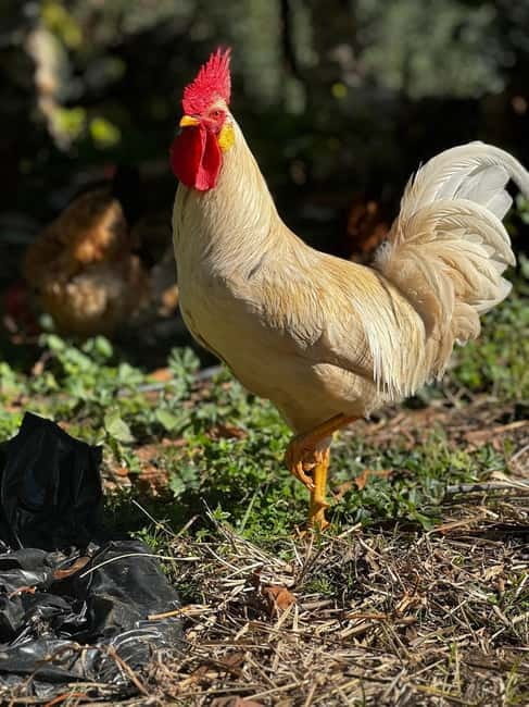 Marbella Paella Cooking Show in a Private Finca with Lunch - A Generous, Traditional Andalusian Lunch