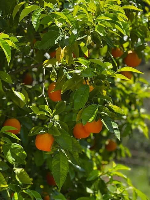 Marbella Paella Cooking Show in a Private Finca with Lunch - Who This Experience Suits Best