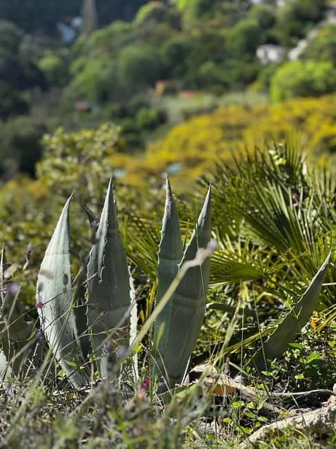 Marbella Paella Cooking Show in a Private Finca with Lunch - Final Thoughts: Is it Worth It?