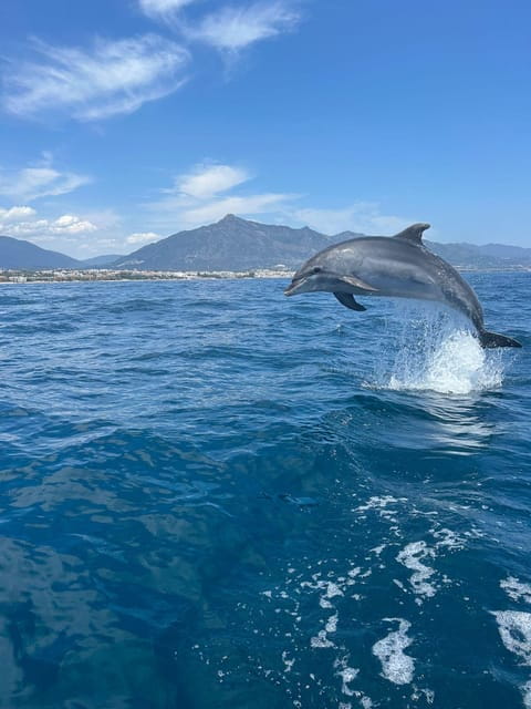 Marbella: Sailing & Dolphin Watching with Snacks and Drinks - Key Points / Takeaways