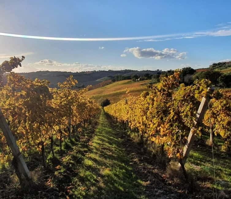 Marche Wines: Explore the Richness of Local Flavors - Logistics and Practical Tips