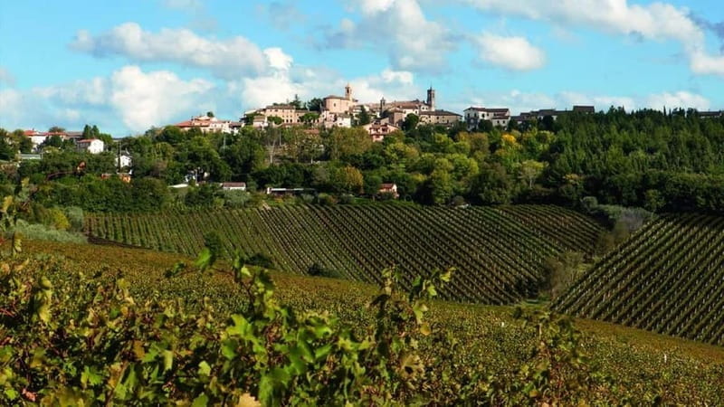 Marche Wines: Explore the Richness of Local Flavors - The Sum Up