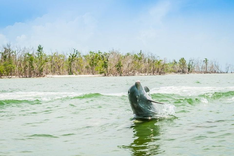 Marco Island: Dolphin-Watching Boat Tour - Key Points