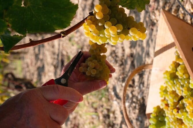 Margaux Wine Tour experience - Key points / Takeaways