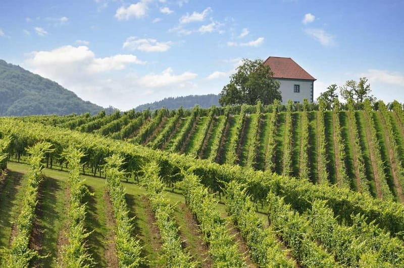 Maribor & Styria Tour with Wine Tasting - The Sum Up: A Genuine Snapshot of Slovenia’s Charm