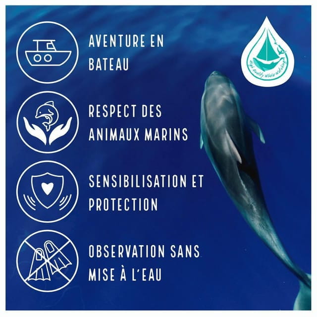 Marina Baie des Anges boat trip to the Pelagos Sanctuary - Exploring the Day in Detail: A Genuine Journey