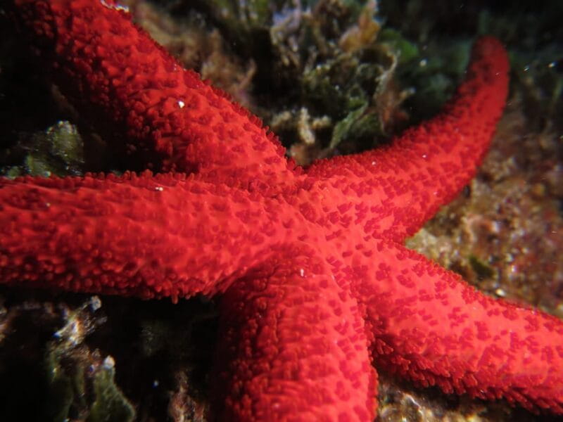 Marina Baie des Anges boat trip to the Pelagos Sanctuary - Final Thoughts: Who Will Love This Experience?