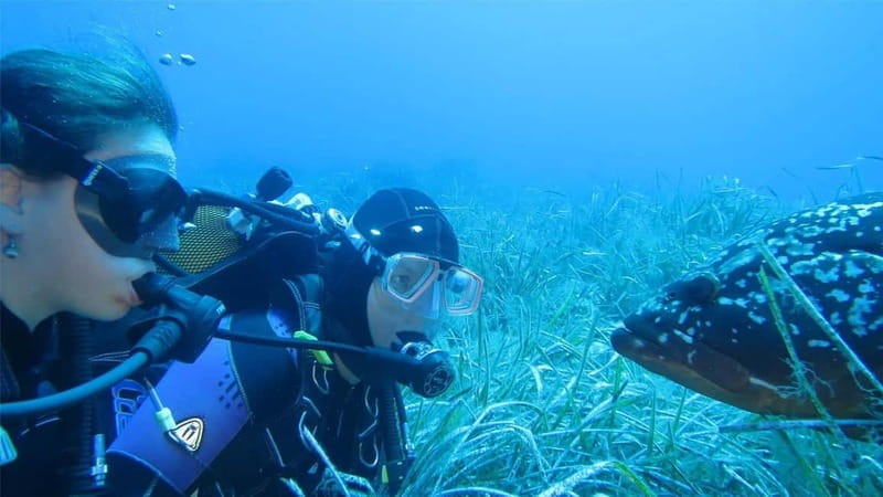 Marina di Campo: diving on the island of Elba - Key Points / Takeaways