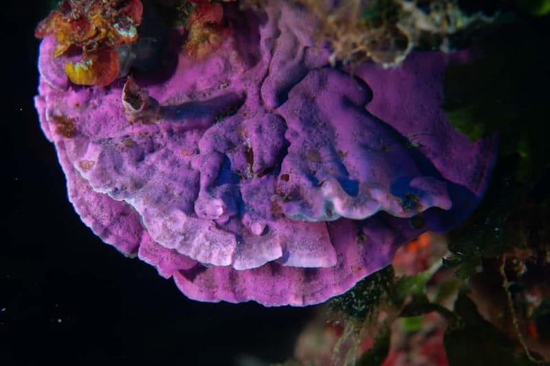 Marina di Campo: diving on the island of Elba - Authentic Experience: What Travelers Are Saying